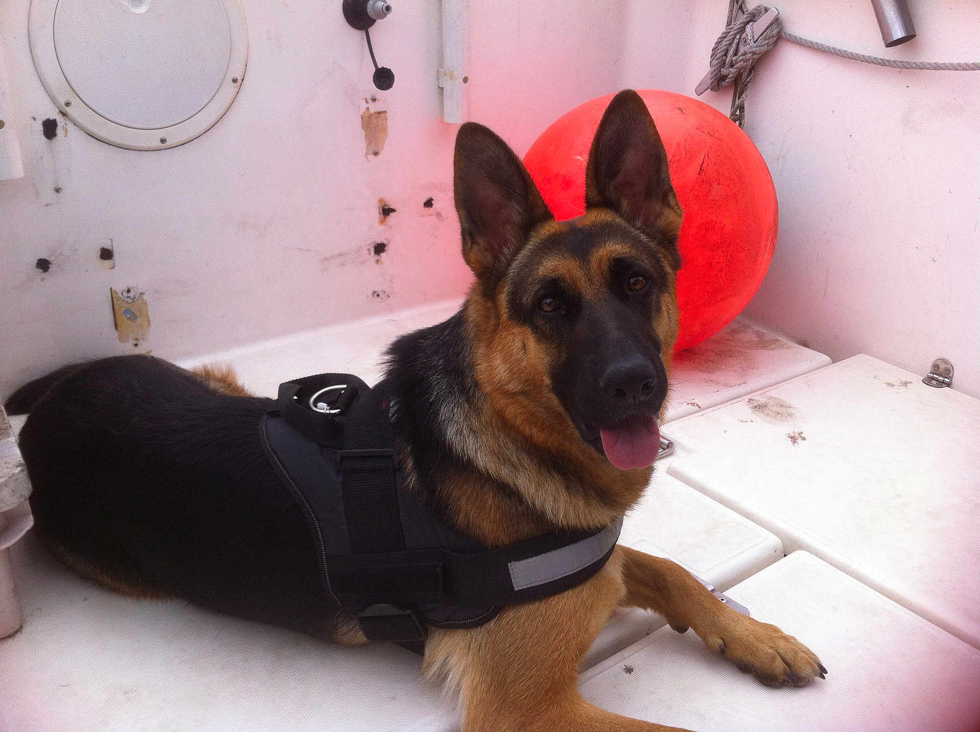 Jadou participe au concours pour gagner de l'argent avec cette photo : alert, animal, black_harness, boat_interior, canine, dog, ears_up, fur, german_shepherd, indoor, looking_at_camera, muzzle, orange_buoy, paw, pet, relaxed, resting, rope, tongue_out, white_surface