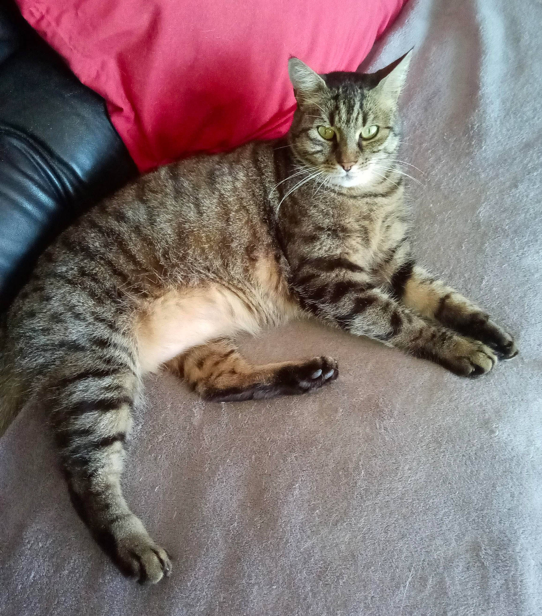 Minette a rejoint le concours — aidez-le/la à gagner de superbes lots ! carnivore, cat, cat_supply, claw, comfort, domestic_short_haired_cat, felidae, fur, nap, paw, sitting, small_to_medium_sized_cats, snout, tail, whiskers