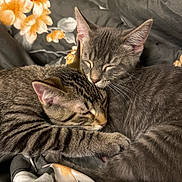 Scrim And Vada joined the competition — help win amazing prizes! cat, sleeping, snuggling, cozy, floral_blanket, tabby_cat, gray_cat, pets, fur, whiskers, ears, closeup, indoor, resting, cute, animal, companion, relaxed, soft, cuddle