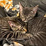 cat, sleeping, snuggling, cozy, floral_blanket, tabby_cat, gray_cat, pets, fur, whiskers, ears, closeup, indoor, resting, cute, animal, companion, relaxed, soft, cuddle