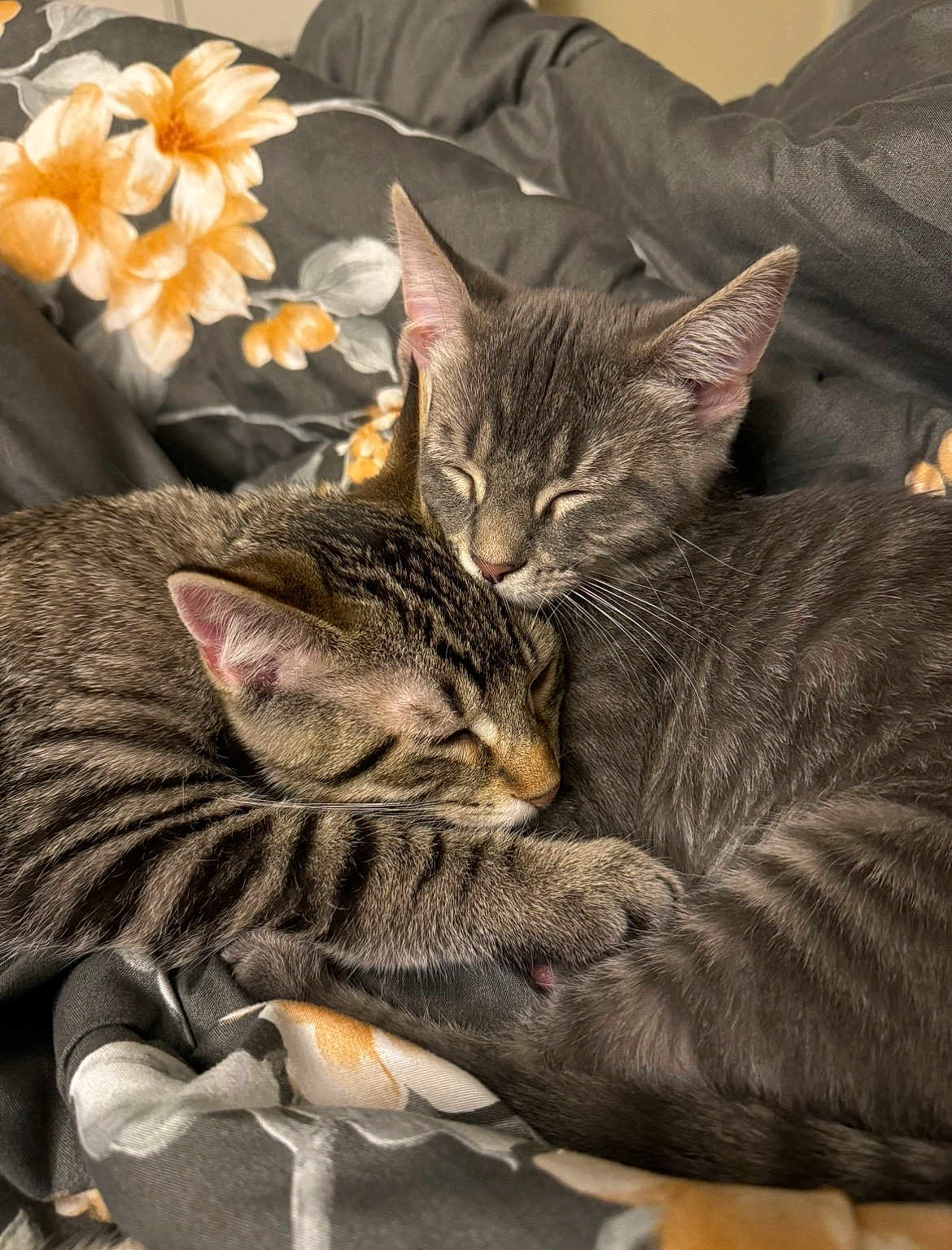 Scrim And Vada joined the competition — help win amazing prizes! cat, sleeping, snuggling, cozy, floral_blanket, tabby_cat, gray_cat, pets, fur, whiskers, ears, closeup, indoor, resting, cute, animal, companion, relaxed, soft, cuddle