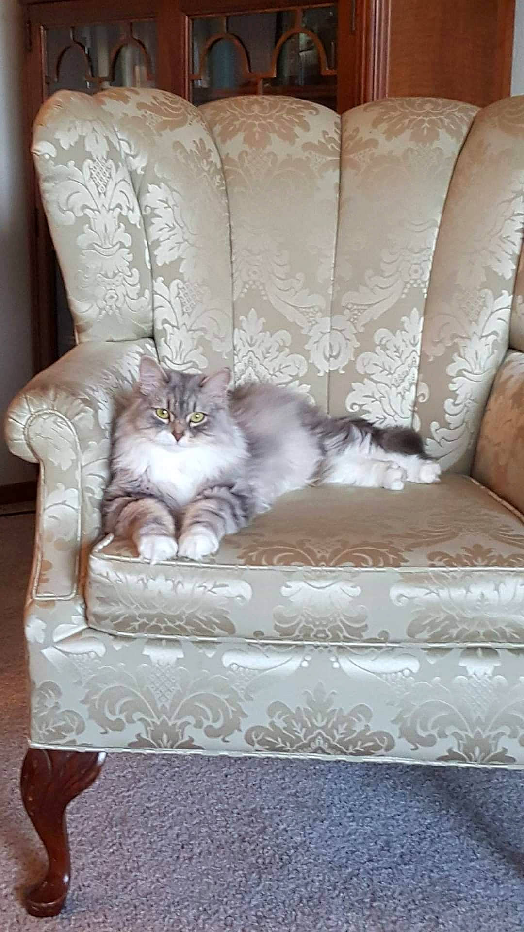 Lily is registered to the contest to win money with this photo: bedding, brown, carnivore, cat, chair, comfort, couch, felidae, floor, flooring, fur, furniture, grey, hardwood, interior_design, linens, living_room, small_to_medium_sized_cats, whiskers, wood