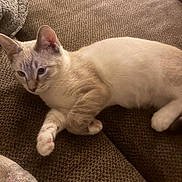 Sagwa is registered to the contest to win money with this photo: cat, feline, pet, animal, indoor, couch, furniture, relaxed, fur, paw, texture, brown, light, cute, whiskers, ears, resting, closeup, domestic, cozy