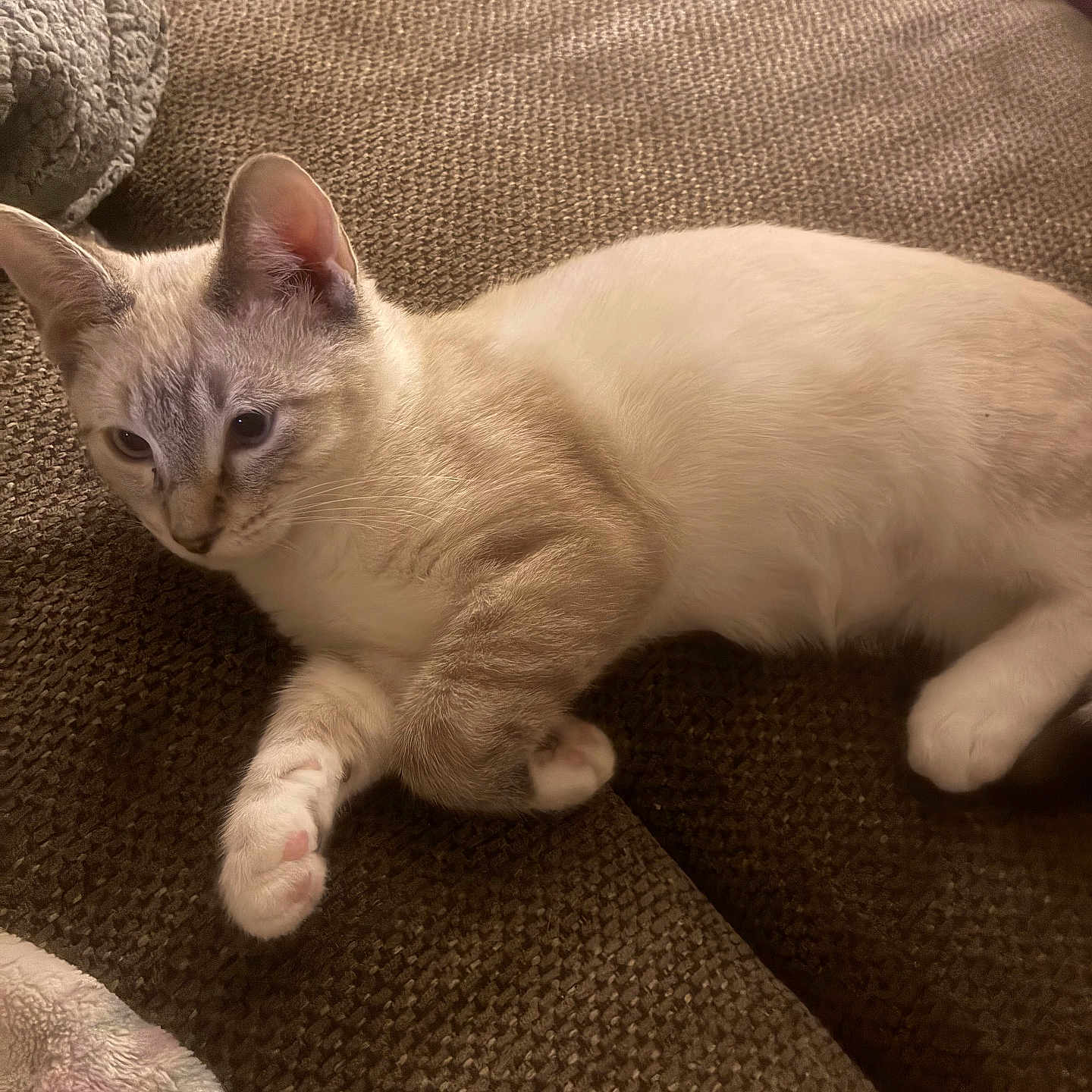 Sagwa is registered to the contest to win money with this photo: cat, feline, pet, animal, indoor, couch, furniture, relaxed, fur, paw, texture, brown, light, cute, whiskers, ears, resting, closeup, domestic, cozy
