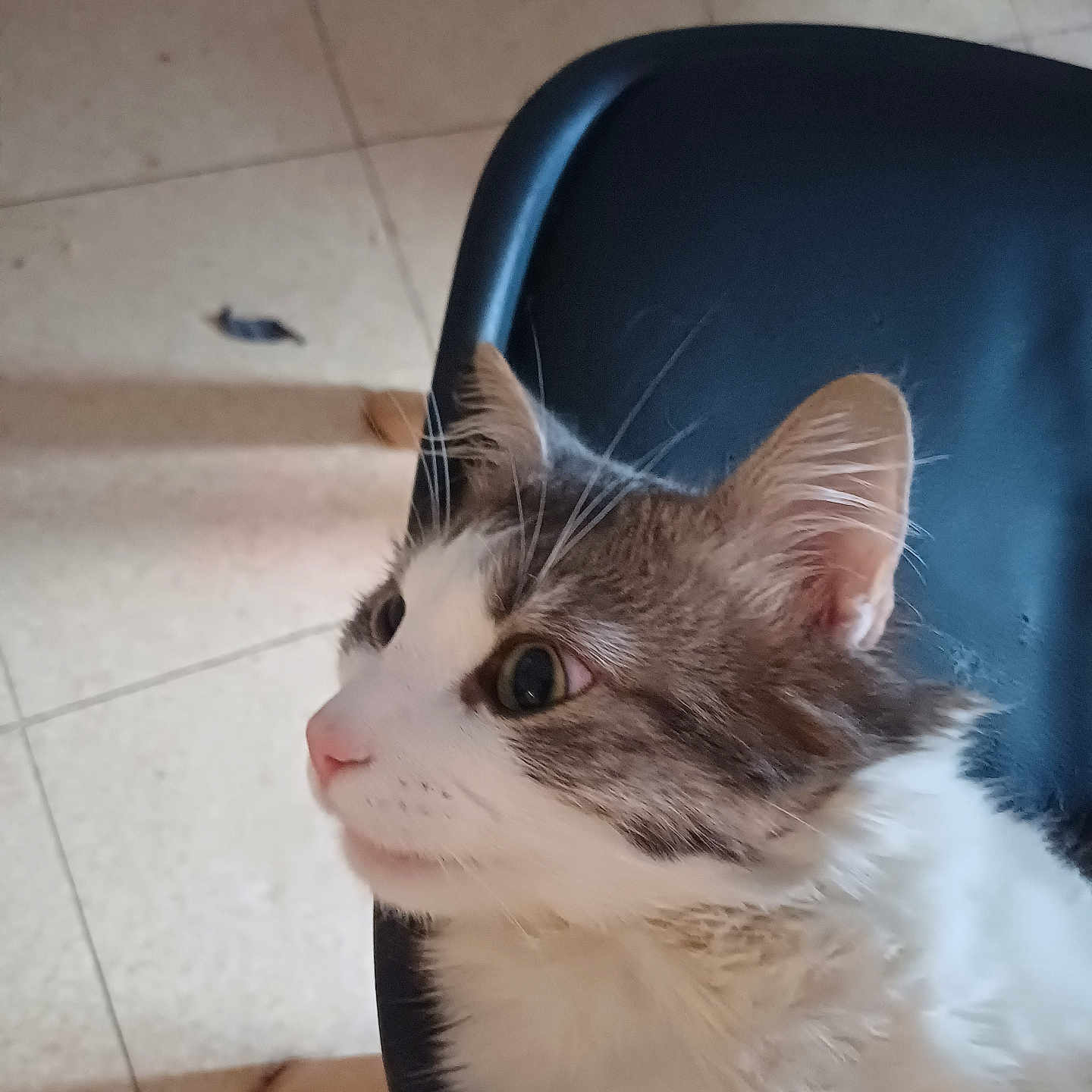 Kaito