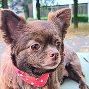 Téquila a rejoint le concours — aidez-le/la à gagner de superbes lots ! dog, small_dog, long_haired, brown_fur, chihuahua_like, bandana, polka_dot, closeup, portrait, pet, ears, eyes, nose, whiskers, fluffy, outdoor, bench, adorable, muzzle, companion