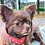 dog, small_dog, long_haired, brown_fur, chihuahua_like, bandana, polka_dot, closeup, portrait, pet, ears, eyes, nose, whiskers, fluffy, outdoor, bench, adorable, muzzle, companion