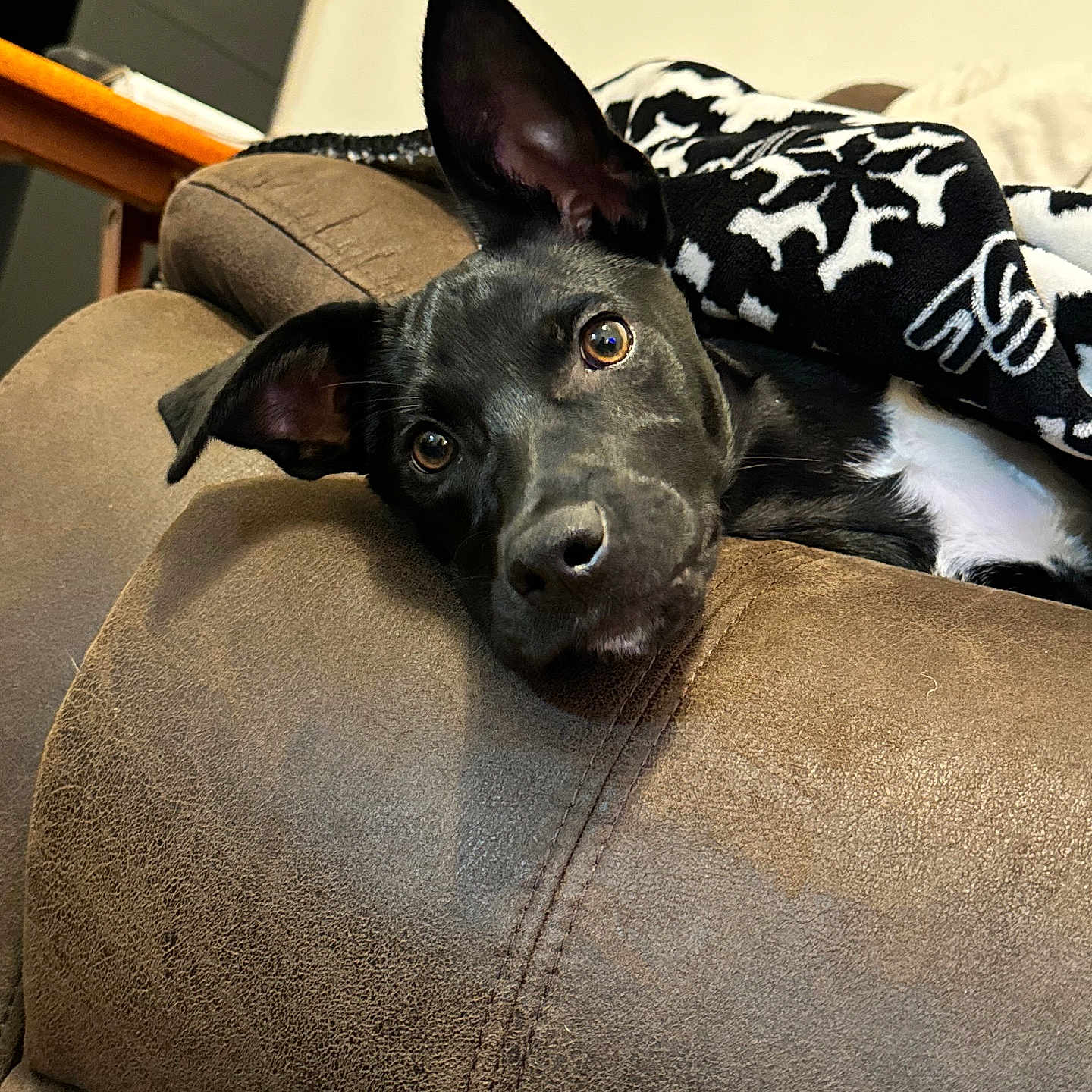 Felon is registered to the contest to win money with this photo: animal, architecture, armchair, blanket, building, canine, chair, couch, cushion, dog, furniture, homedecor, hound, indoors, labradorretriever, livingroom, pet, pillow, puppy, room