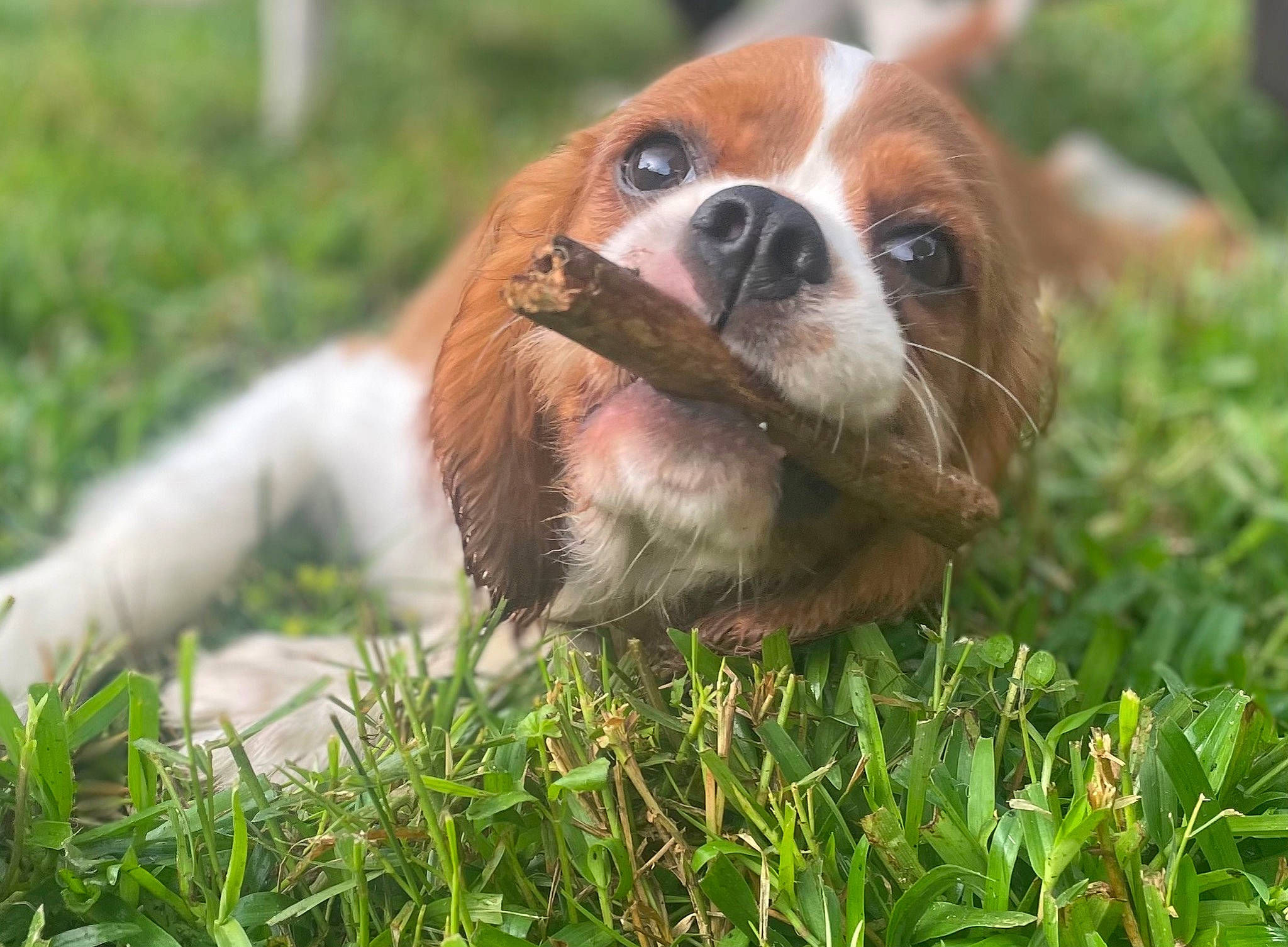 Pilot joined the competition — help win amazing prizes! canidae, carnivore, cavalier_king_charles_spaniel, companion_dog, dog, dog_breed, fawn, fur, grass, groundcover, hound, king_charles_spaniel, liver, plant, snout, sporting_group, terrestrial_animal, toy_dog, whiskers, wildlife