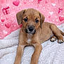 Bailey is registered to the contest to win money with this photo: puppy, dog, brown, cute, fluffy_blanket, heart_balloons, pink_background, gift_boxes, animal, pet, portrait, lying_down, young, adorable, indoor, closeup, furry, canine, soft_texture, love_theme