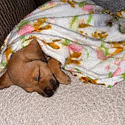 Bailey is registered to the contest to win money with this photo: puppy, dog, sleeping, blanket, floral, cozy, carpet, indoor, cute, pet, brown, snuggled, small, resting, fur, paw, domestic_animal, animal, relaxing, soft