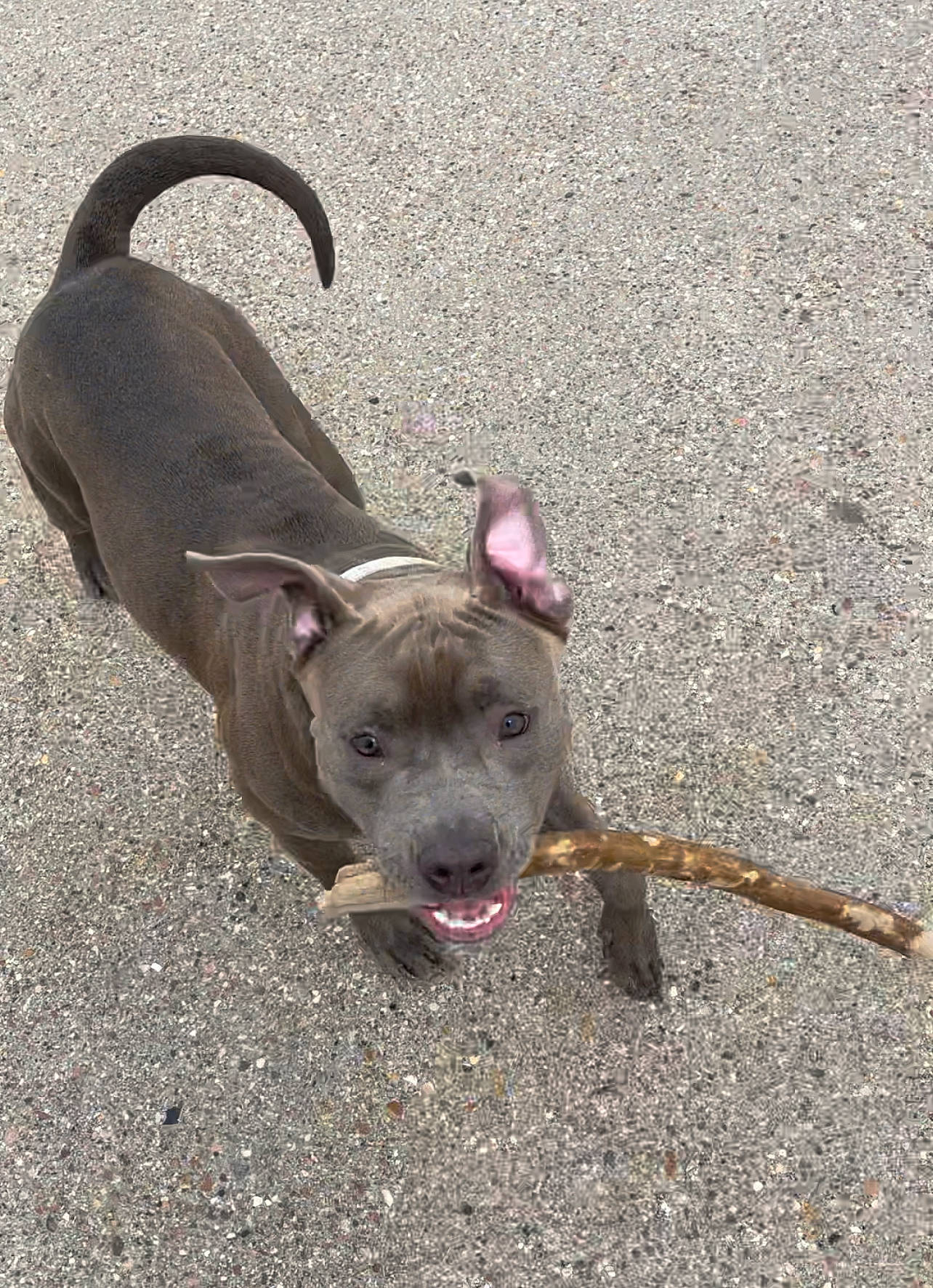 Angle is registered to the contest to win money with this photo: canidae, carnivore, collar, companion_dog, dog, dog_breed, dog_collar, dog_supply, fawn, leash, non_sporting_group, paw, pet_supply, road_surface, snout, soil, sporting_group, tail, terrestrial_animal, working_animal