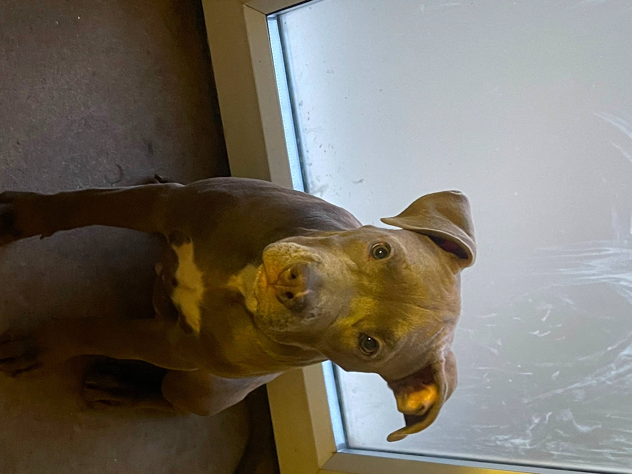 Angle joined the competition — help win amazing prizes! ancient_history, art, artifact, bronze, bronze_sculpture, carnivore, carving, fin, fish, jaw, metal, reptile, sculpture, snout, statue, tail, terrestrial_animal, visual_arts, window, wood