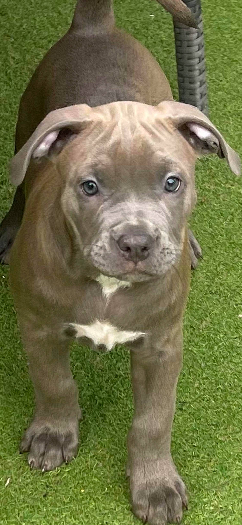 Angle is registered to the contest to win money with this photo: ancient_dog_breeds, canidae, carnivore, companion_dog, dog, dog_breed, dog_collar, fawn, fur, grass, liver, molosser, non_sporting_group, snout, sporting_group, terrestrial_animal, whiskers, working_animal, working_dog, wrinkle