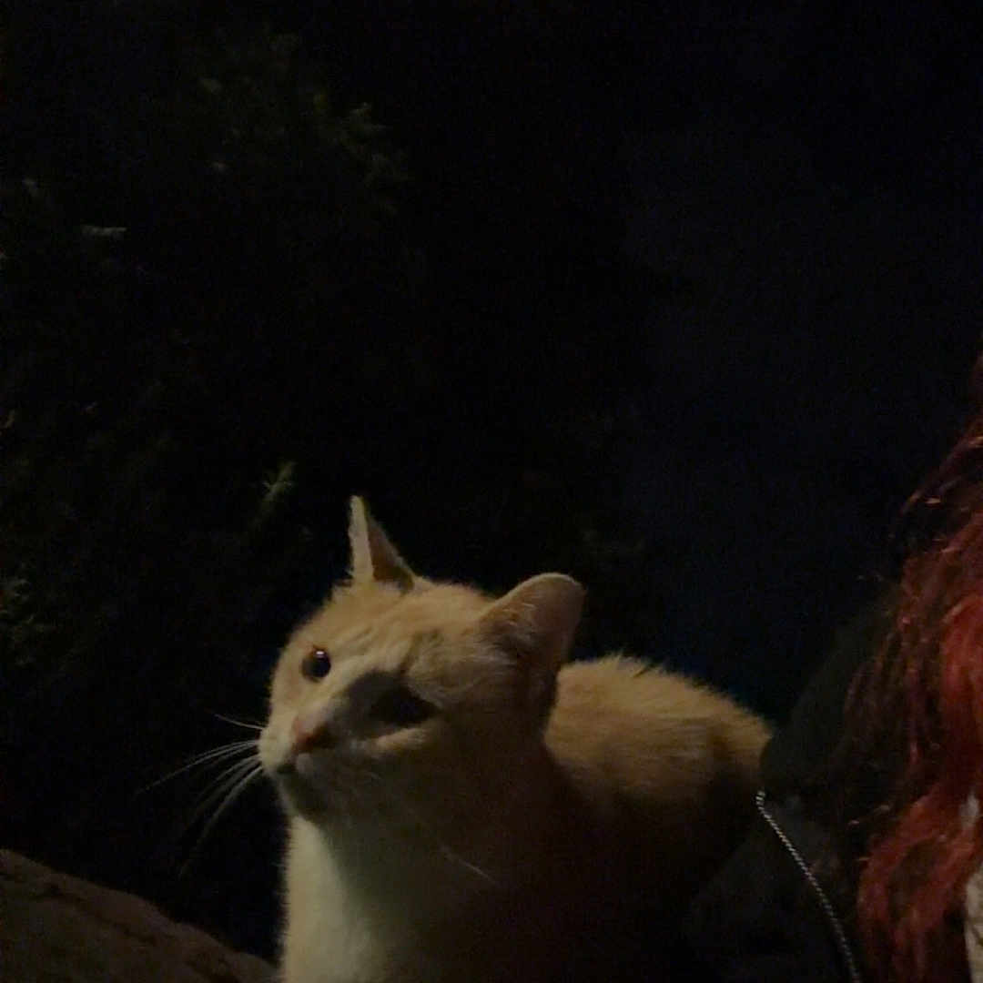 Biscuit