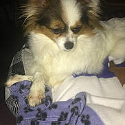 Daisy Mae joined the competition — help win amazing prizes! dog, small_dog, fluffy, white_fur, brown_fur, pet, indoor, blanket, paw_prints, resting, animal, cute, ears, fur, cozy, portrait, laying, companion, domestic_animal, relaxed