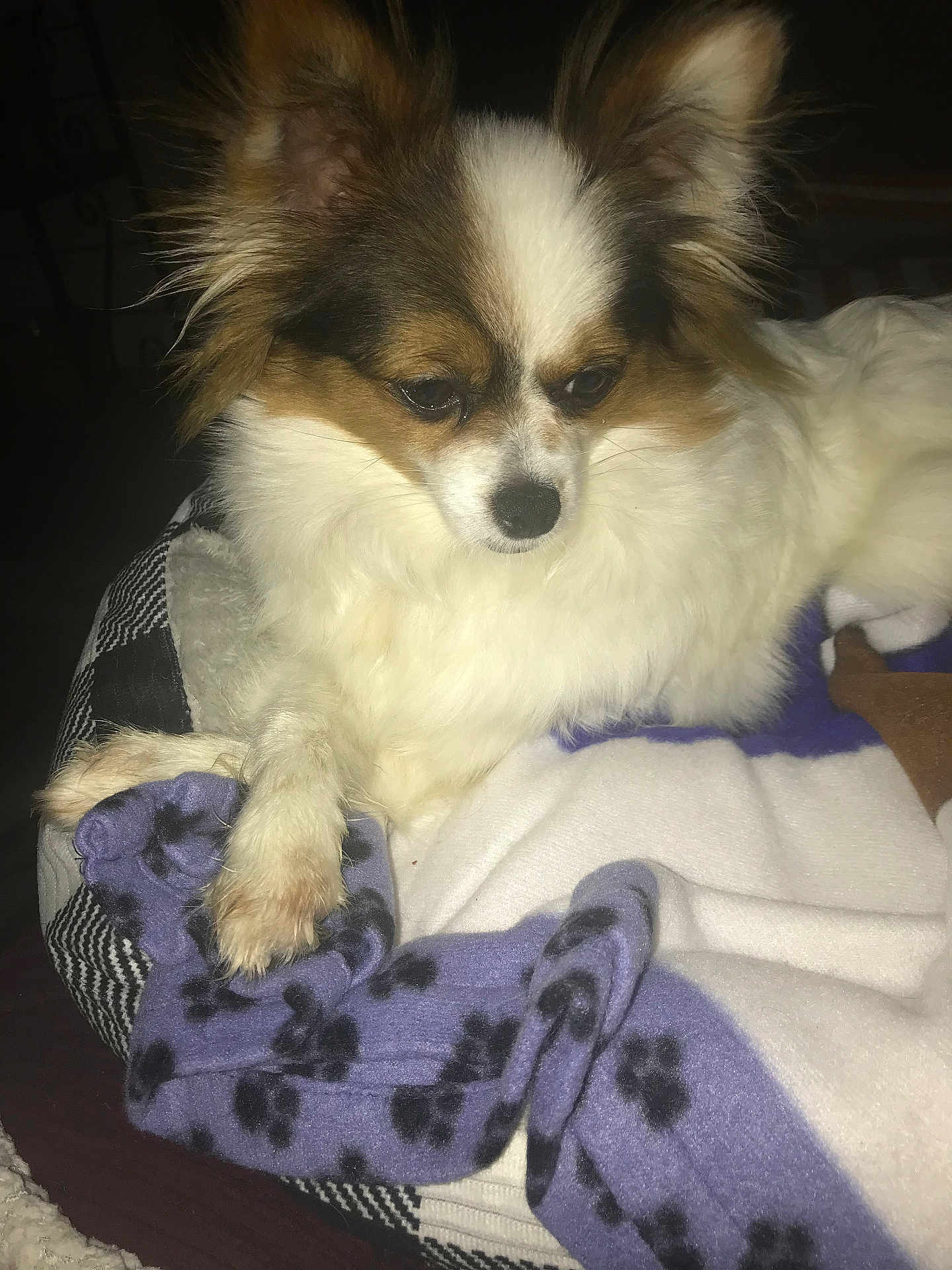 Daisy Mae joined the competition — help win amazing prizes! dog, small_dog, fluffy, white_fur, brown_fur, pet, indoor, blanket, paw_prints, resting, animal, cute, ears, fur, cozy, portrait, laying, companion, domestic_animal, relaxed