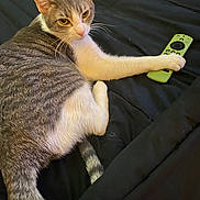 Kia is registered to the contest to win money with this photo: cat, pet, feline, tabby, white_paws, green_remote, remote_control, bed, black_bedding, lying_down, relaxed, portrait, animal, whiskers, ears, tail, indoor, close_up, funny, household