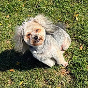 Gia Storm Gutierrez joined the competition — help win amazing prizes! animal, bow, canine, cute, daylight, dog, friendly, fur, grass, happy, leaf, nature, outdoor, park, pet, playful, shaved_fur, small_dog, smiling, sunlight