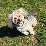 animal, bow, canine, cute, daylight, dog, friendly, fur, grass, happy, leaf, nature, outdoor, park, pet, playful, shaved_fur, small_dog, smiling, sunlight