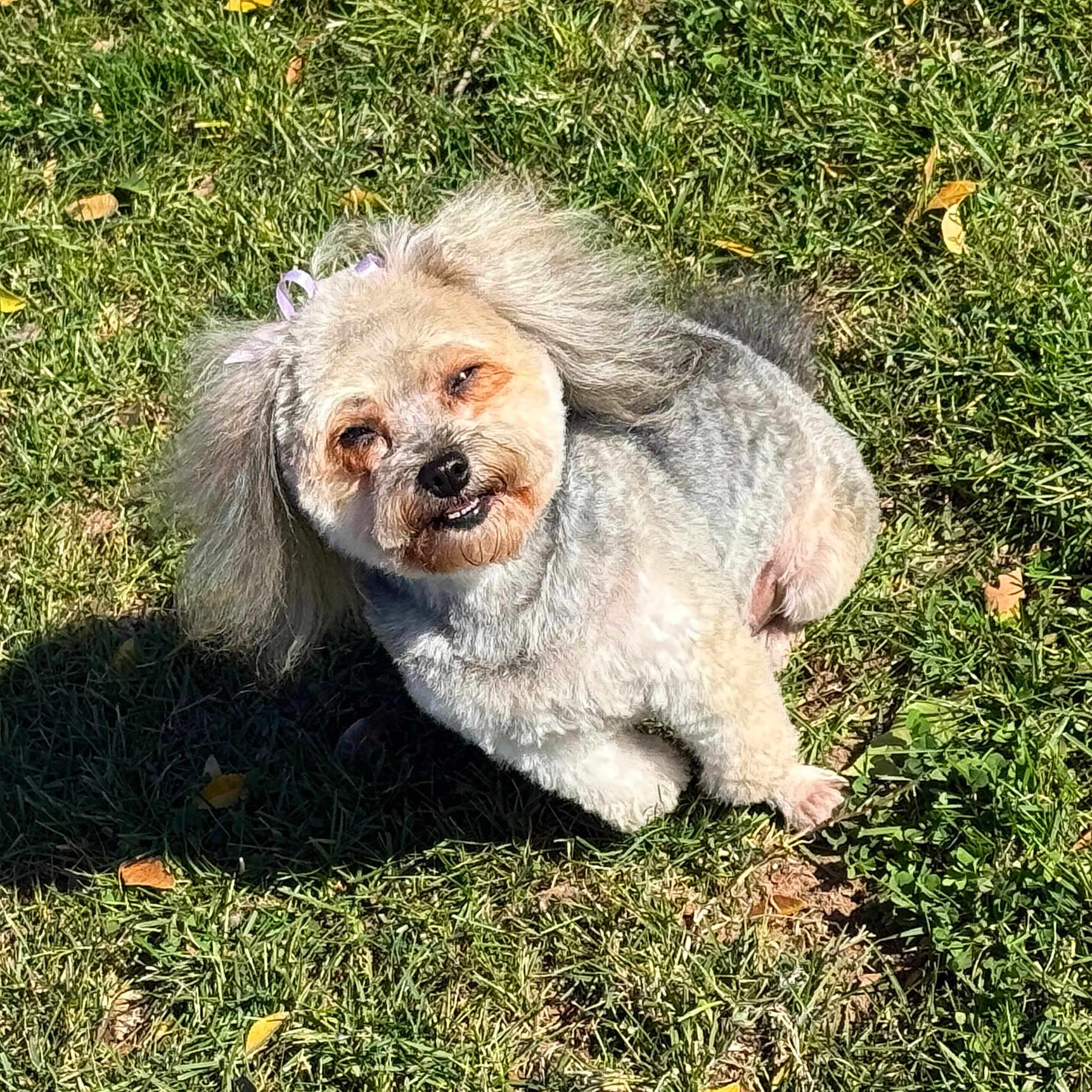 Gia Storm Gutierrez joined the competition — help win amazing prizes! animal, bow, canine, cute, daylight, dog, friendly, fur, grass, happy, leaf, nature, outdoor, park, pet, playful, shaved_fur, small_dog, smiling, sunlight