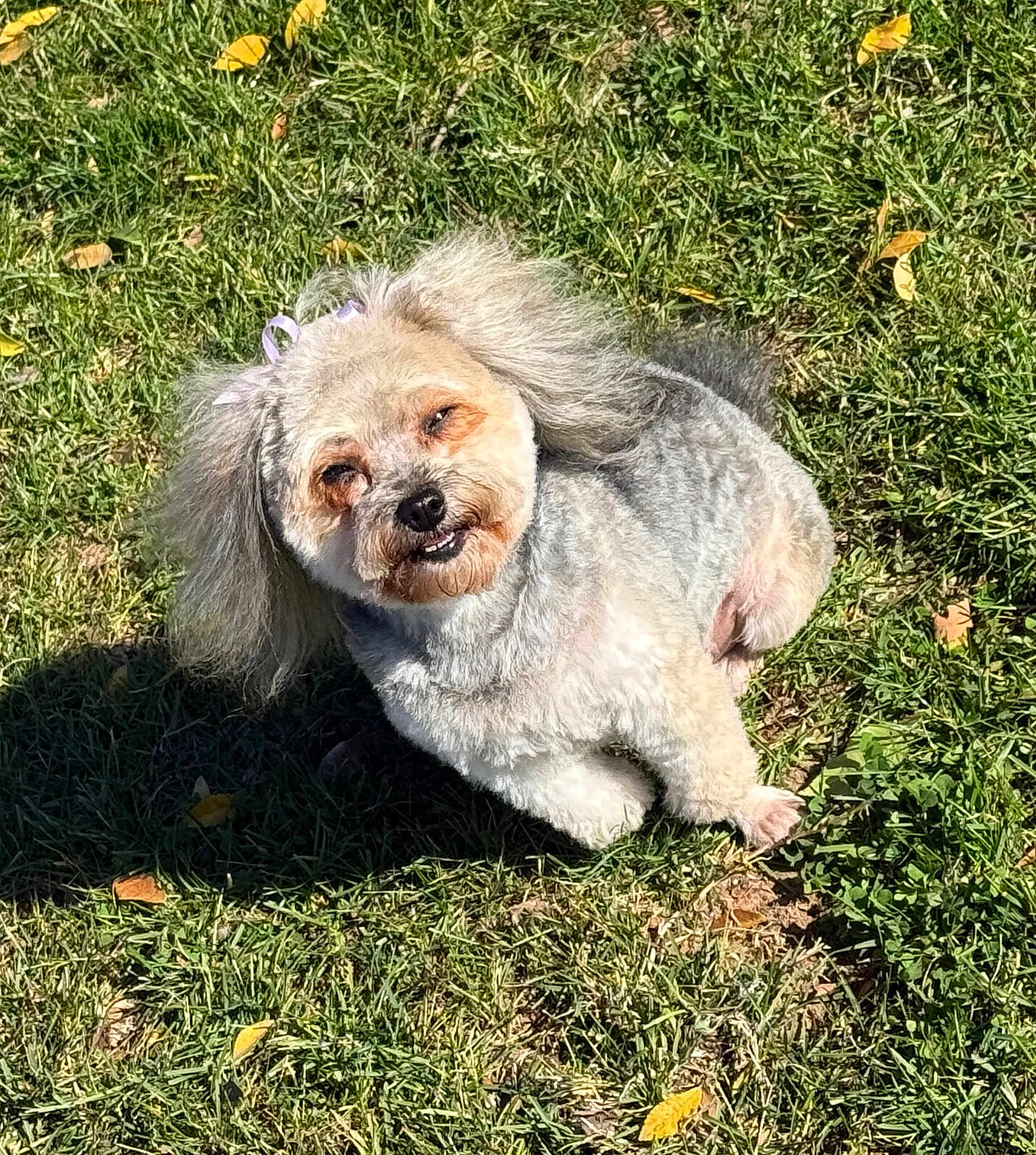 Gia Storm Gutierrez joined the competition — help win amazing prizes! animal, bow, canine, cute, daylight, dog, friendly, fur, grass, happy, leaf, nature, outdoor, park, pet, playful, shaved_fur, small_dog, smiling, sunlight