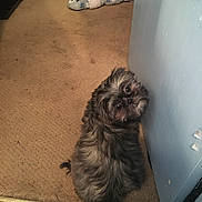 Ruder is registered to the contest to win money with this photo: baseboard, brown_carpet, cardboard_box, dog, doorway, face, floor, fluffy, guilty_look, head_tilt, indoor, long_fur, looking_back, pet, puppy, sitting, slipper, small_dog, wall, wide_eyes
