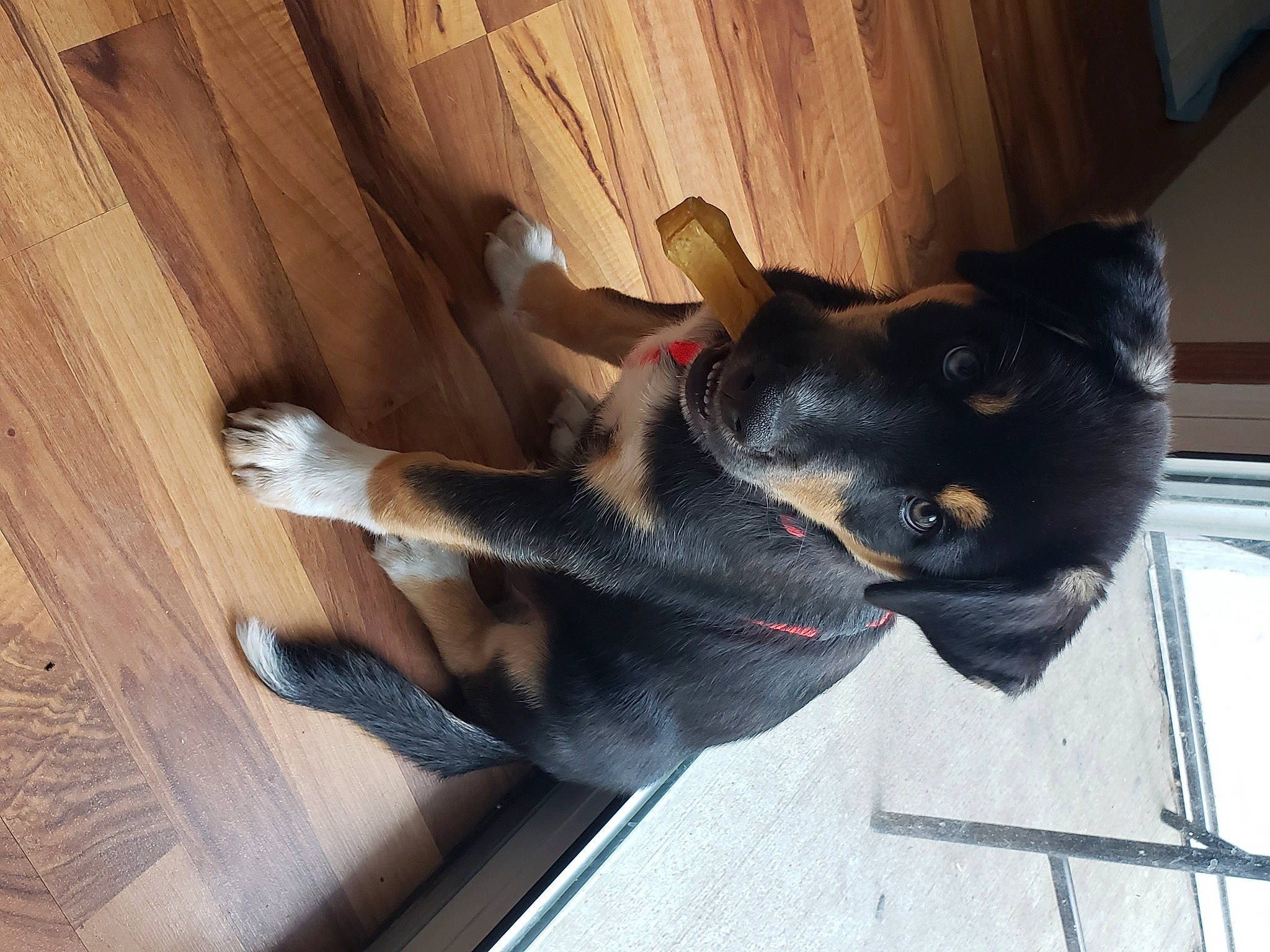 Maverick joined the competition — help win amazing prizes! beauceron, canidae, carnivore, dog, dog_breed, fawn, guard_dog, mammal, miniature_pinscher, rottweiler, snout, tail