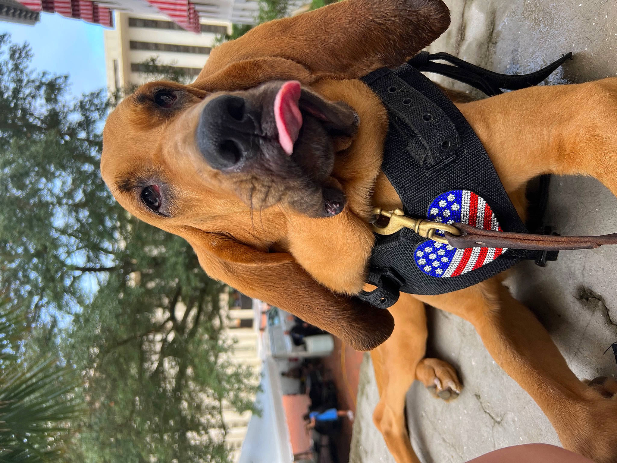 Boogie joined the competition — help win amazing prizes! canidae, carnivore, collar, companion_dog, dog, dog_breed, dog_supply, elbow, electric_blue, eyewear, fashion_accessory, fawn, jaw, pet_supply, smile, snout, sporting_group, tree, working_animal, wrist