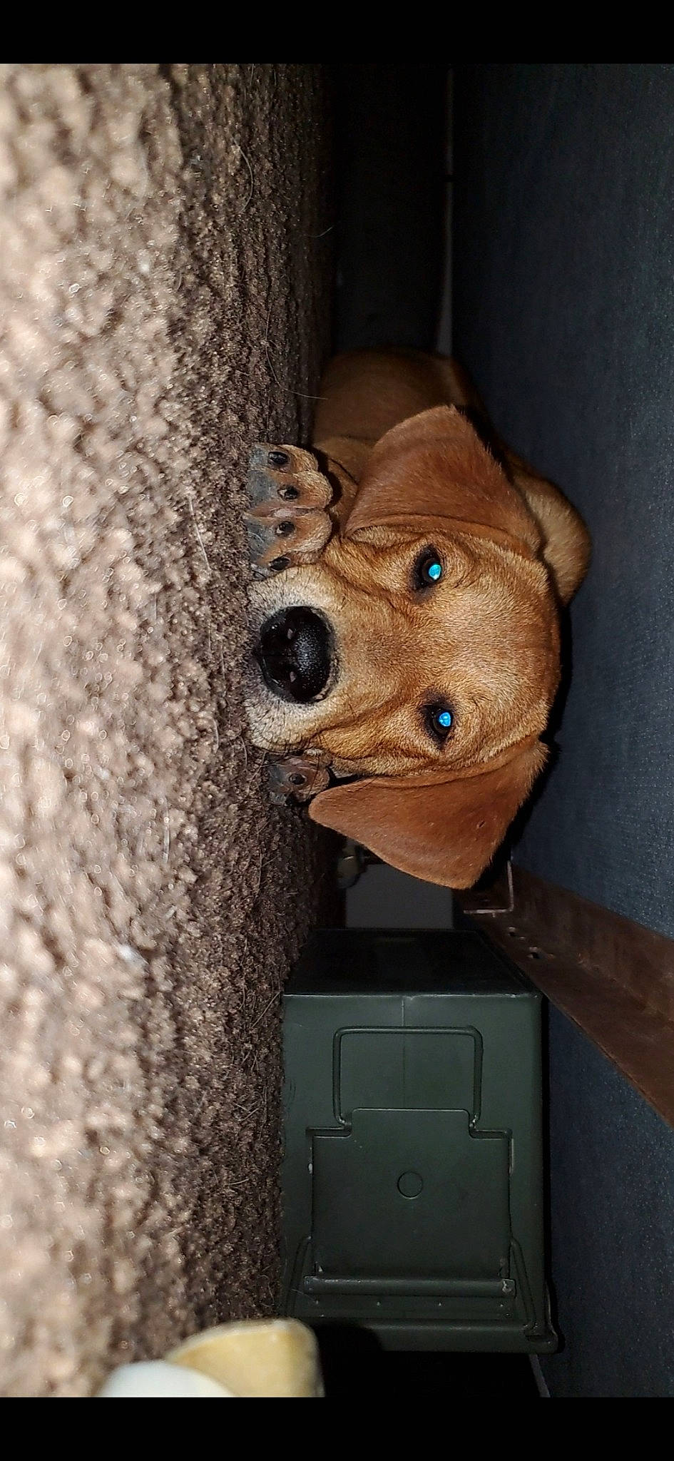 Indi joined the competition — help win amazing prizes! art, artifact, carnivore, dog, dog_breed, door, door_handle, eye, fawn, helmet, liver, metal, personal_protective_equipment, sculpture, snout, tree, trunk, wood, working_animal, wrinkle