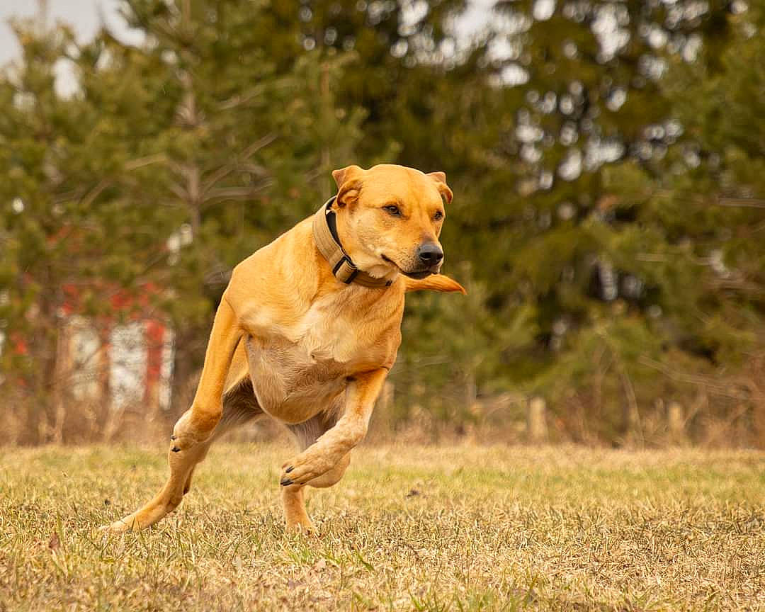 Indi joined the competition — help win amazing prizes! canidae, carnivore, collar, companion_dog, dog, dog_breed, dog_collar, fawn, grass, grassland, plant, retriever, sky, snout, sporting_group, sports_equipment, tail, terrestrial_animal, tree, working_animal