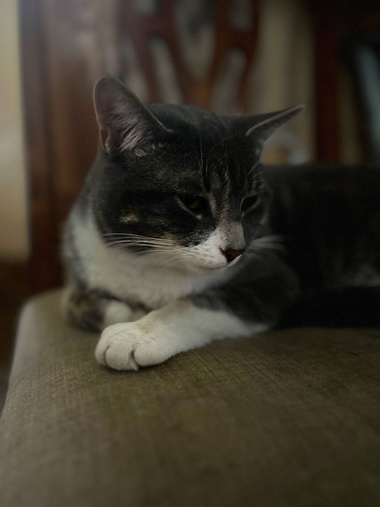 Boots joined the competition — help win amazing prizes! carnivore, cat, comfort, domestic_short_haired_cat, ear, felidae, flooring, fur, grey, hardwood, monochrome_photography, paw, sitting, small_to_medium_sized_cats, snout, tail, whiskers, wood