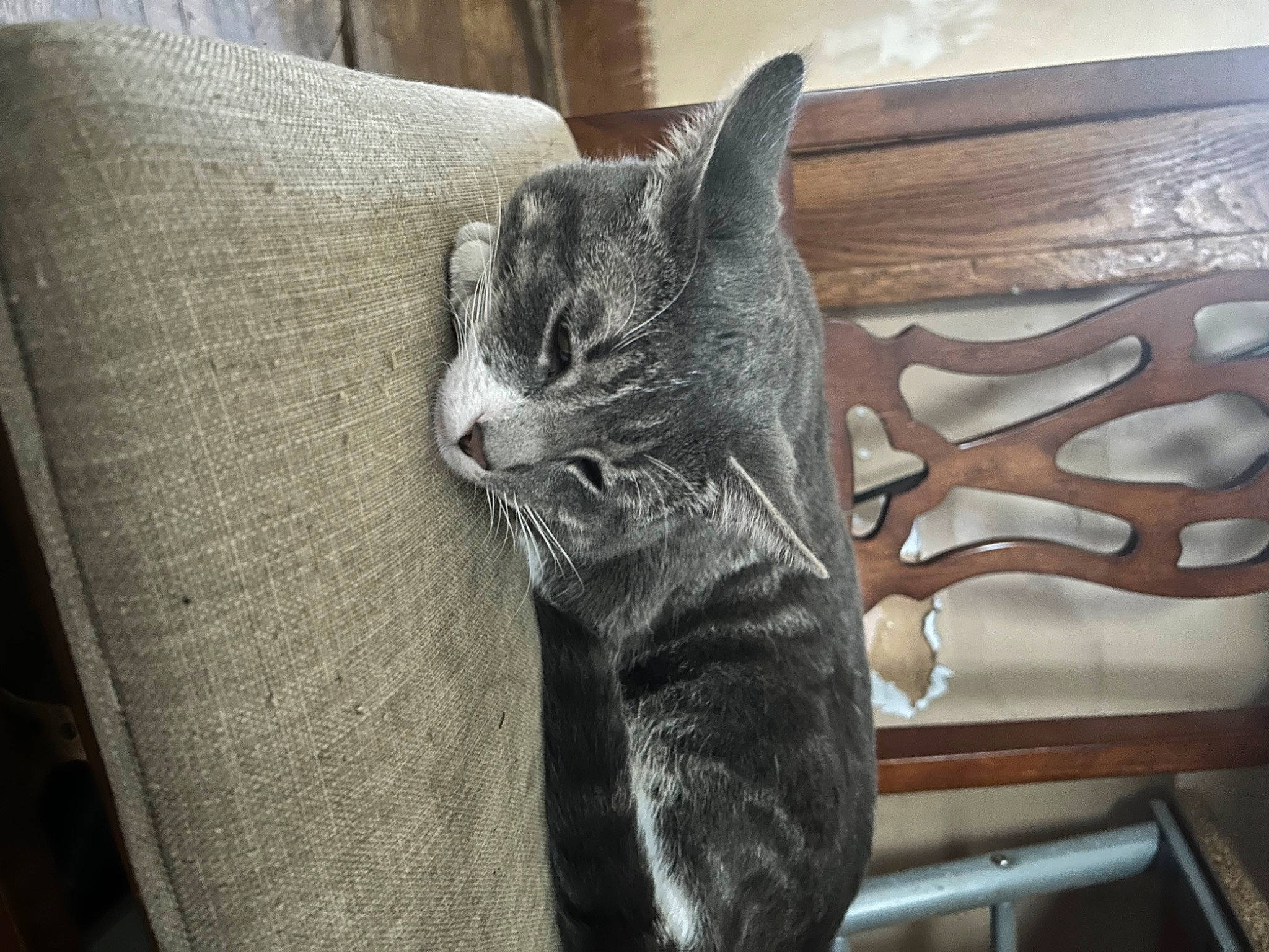 Boots joined the competition — help win amazing prizes! black_cat, carnivore, cat, claw, comfort, domestic_short_haired_cat, felidae, fur, grey, hardwood, metal, paw, sitting, small_to_medium_sized_cats, snout, tail, whiskers, window, wood, wood_stain