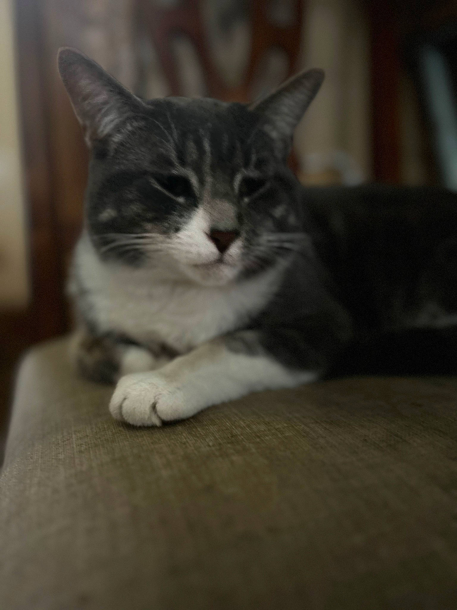 Boots is registered to the contest to win money with this photo: carnivore, cat, claw, comfort, domestic_short_haired_cat, eye, felidae, flooring, fur, grey, monochrome_photography, paw, sitting, small_to_medium_sized_cats, snout, tail, terrestrial_animal, whiskers, window, wood