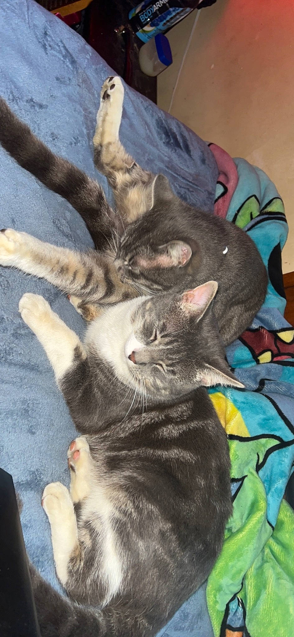 Boots is registered to the contest to win money with this photo: canidae, carnivore, cat, claw, comfort, dog_breed, domestic_short_haired_cat, fawn, felidae, fur, gesture, paw, small_to_medium_sized_cats, snout, tail, terrestrial_animal, whiskers, wildlife, wood