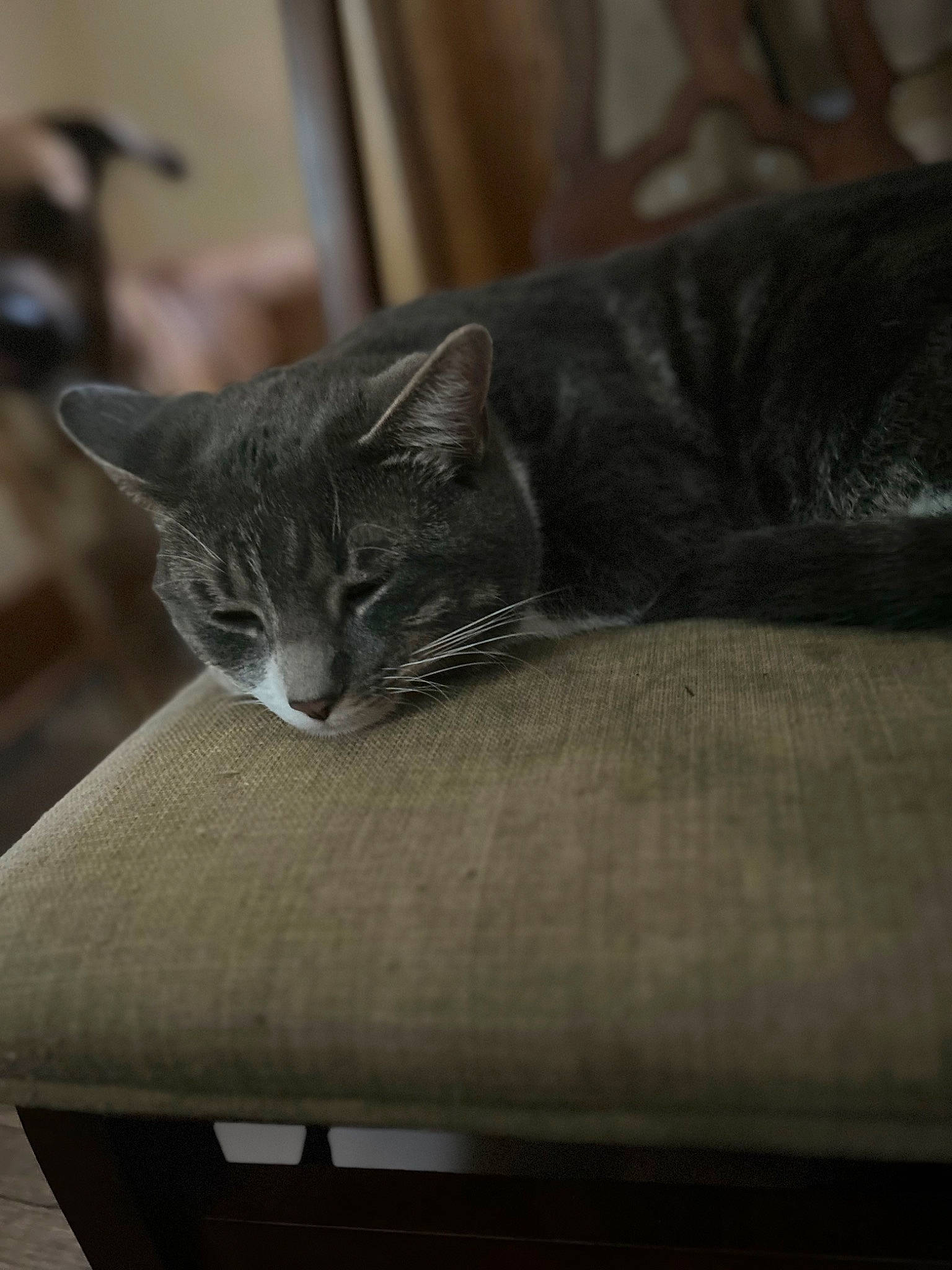 Boots joined the competition — help win amazing prizes! carnivore, cat, comfort, darkness, domestic_short_haired_cat, felidae, fur, grey, hardwood, room, small_to_medium_sized_cats, snout, table, tail, terrestrial_animal, whiskers, wood