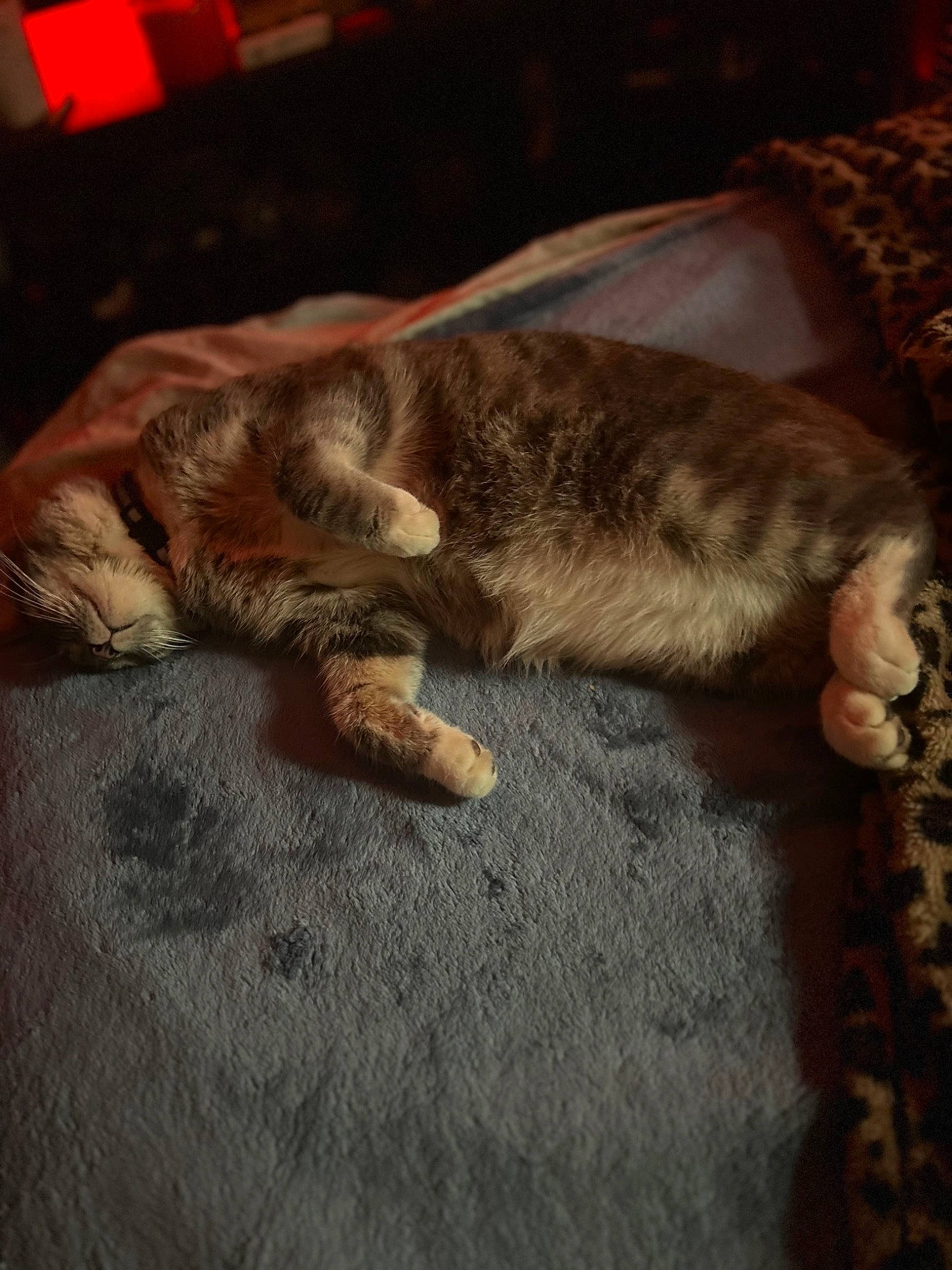 Sky joined the competition — help win amazing prizes! brown, carnivore, cat, claw, comfort, dog_breed, fawn, felidae, flooring, fur, hardwood, human_leg, linens, liver, paw, small_to_medium_sized_cats, sporting_group, tail, whiskers, wood