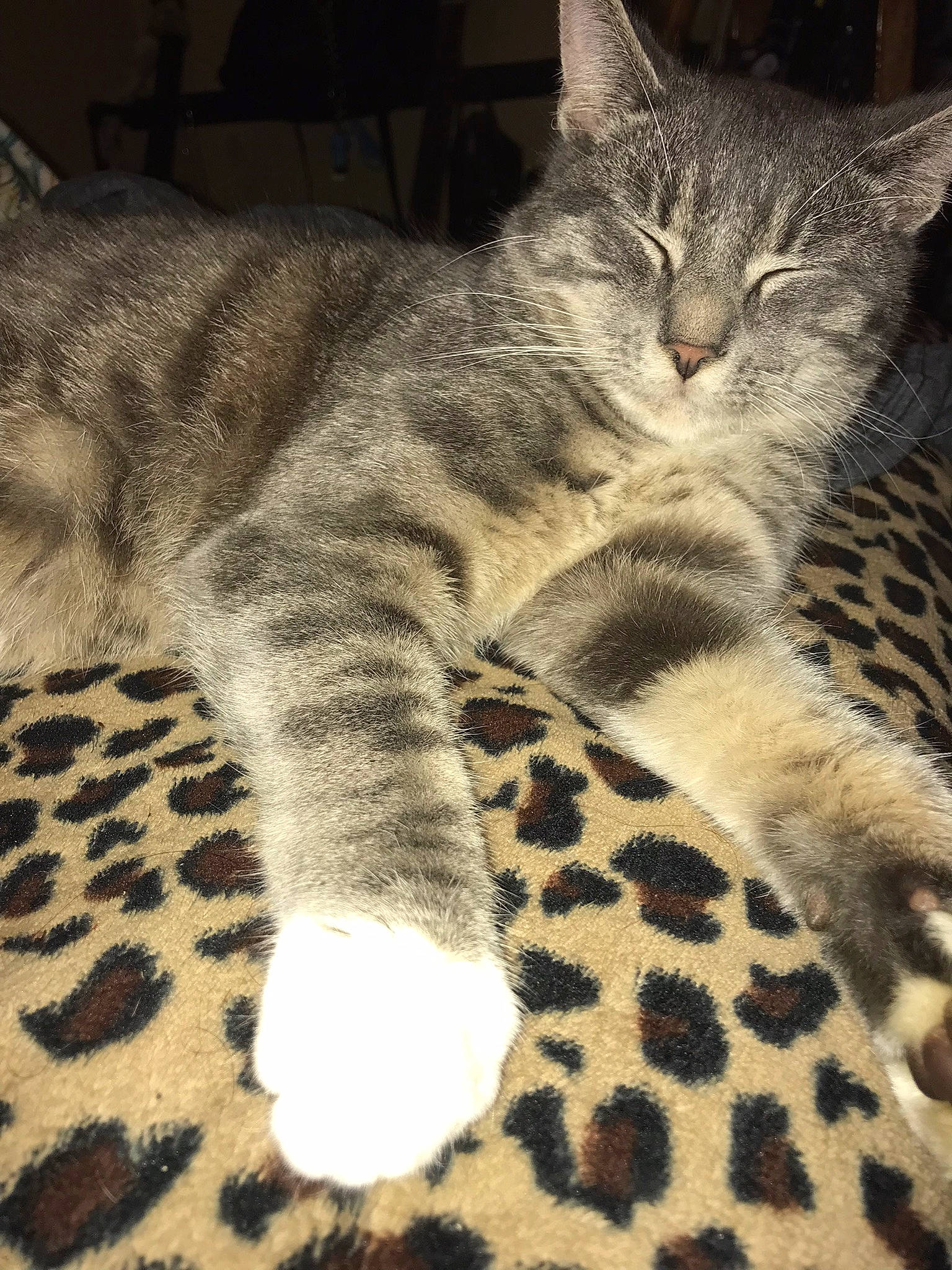 Sky is registered to the contest to win money with this photo: carnivore, cat, claw, comfort, domestic_short_haired_cat, felidae, foot, fur, paw, small_to_medium_sized_cats, snout, tail, terrestrial_animal, whiskers, wildlife