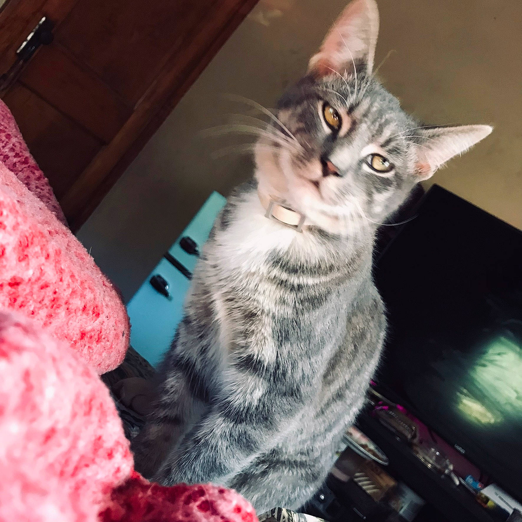 Sky is registered to the contest to win money with this photo: carnivore, cat, claw, domestic_short_haired_cat, felidae, fur, paw, sitting, small_to_medium_sized_cats, snout, tail, whiskers