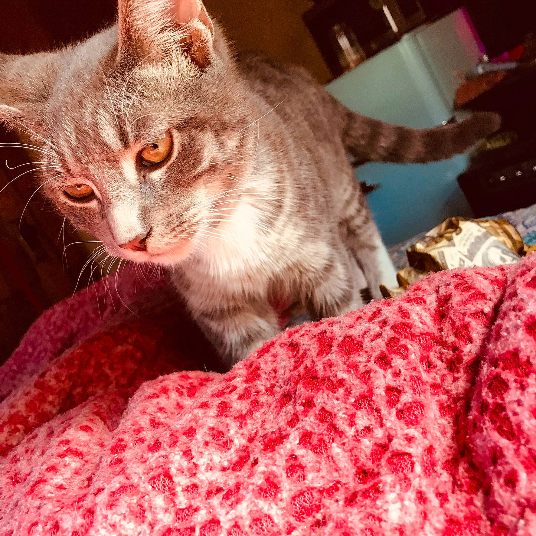 Sky is registered to the contest to win money with this photo: carmine, carnivore, cat, cat_furniture, cat_supply, claw, comfort, domestic_short_haired_cat, fawn, felidae, fur, linens, pattern, paw, sitting, small_to_medium_sized_cats, snout, tail, whiskers