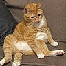 cat, orange_cat, white_fur, sitting, tongue_out, cute, pet, indoor, couch, feline, relaxed, fur, whiskers, paw, animal, domestic_cat, close_up, funny_pose, mammal, household