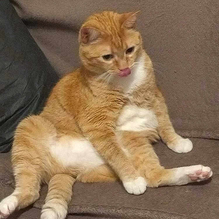 Lilou a rejoint le concours — aidez-le/la à gagner de superbes lots ! cat, orange_cat, white_fur, sitting, tongue_out, cute, pet, indoor, couch, feline, relaxed, fur, whiskers, paw, animal, domestic_cat, close_up, funny_pose, mammal, household
