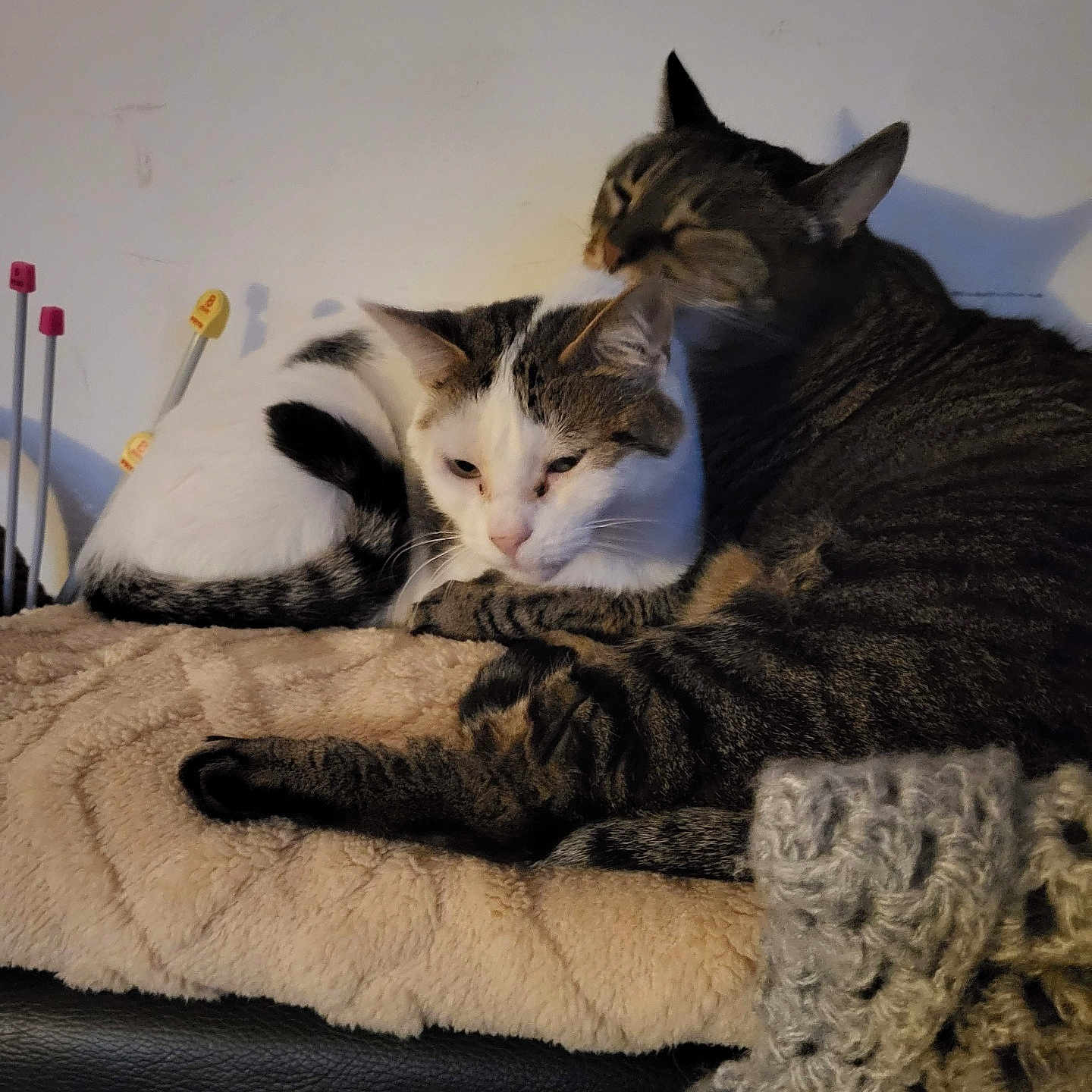 Lila a rejoint le concours — aidez-le/la à gagner de superbes lots ! blanket, cat, cats, companionship, cozy, cute, feline, fur, grooming, indoor, knitting_needles, pet, relaxing, resting, snuggling, soft, striped, tabby, white_cat, yarn