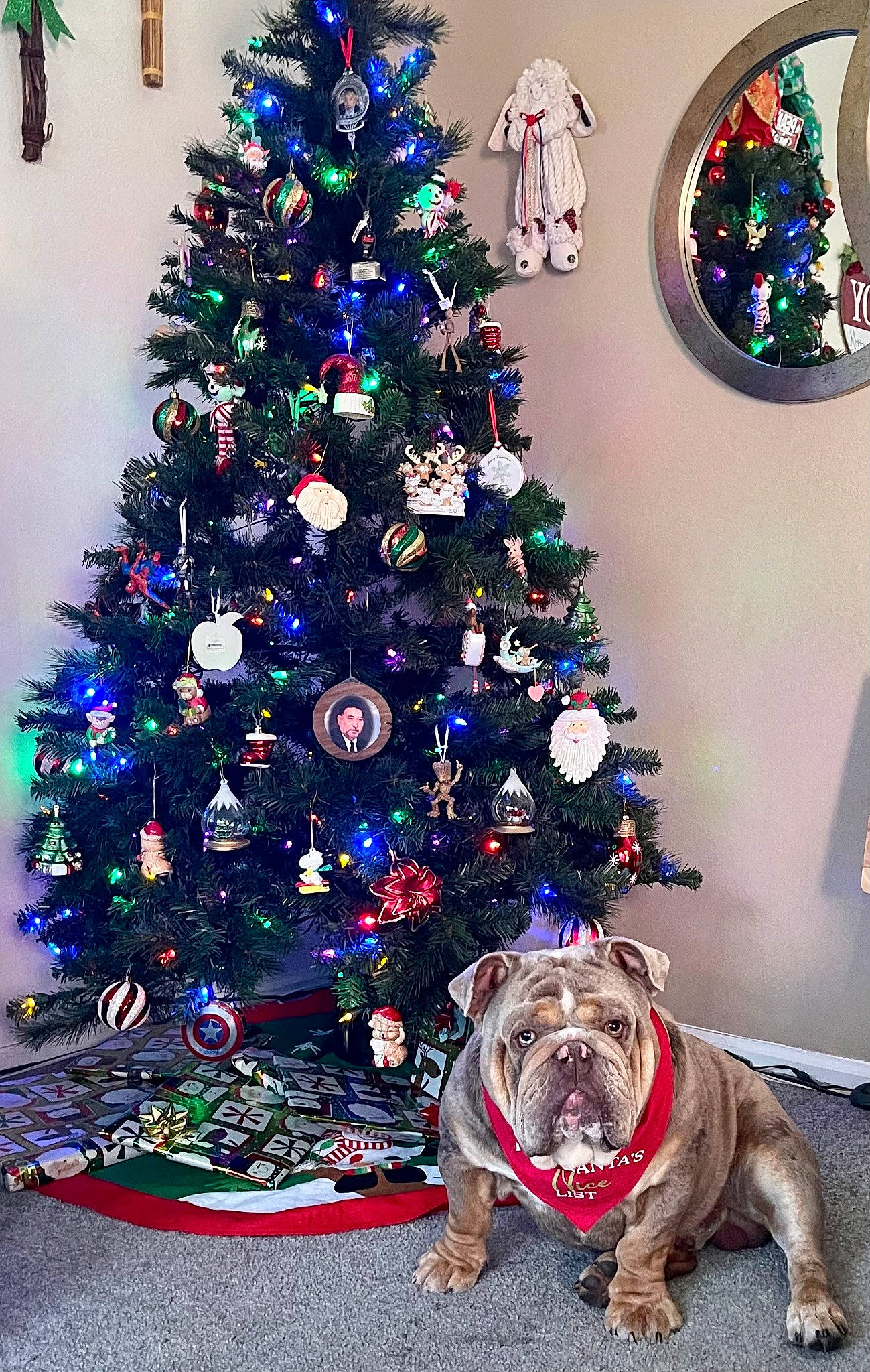 Biggie joined the competition — help win amazing prizes! blue, carnivore, christmas, christmas_decoration, christmas_ornament, christmas_tree, collar, companion_dog, dog, dog_breed, event, evergreen, holiday, holiday_ornament, interior_design, larch, light, lighting, ornament, tree