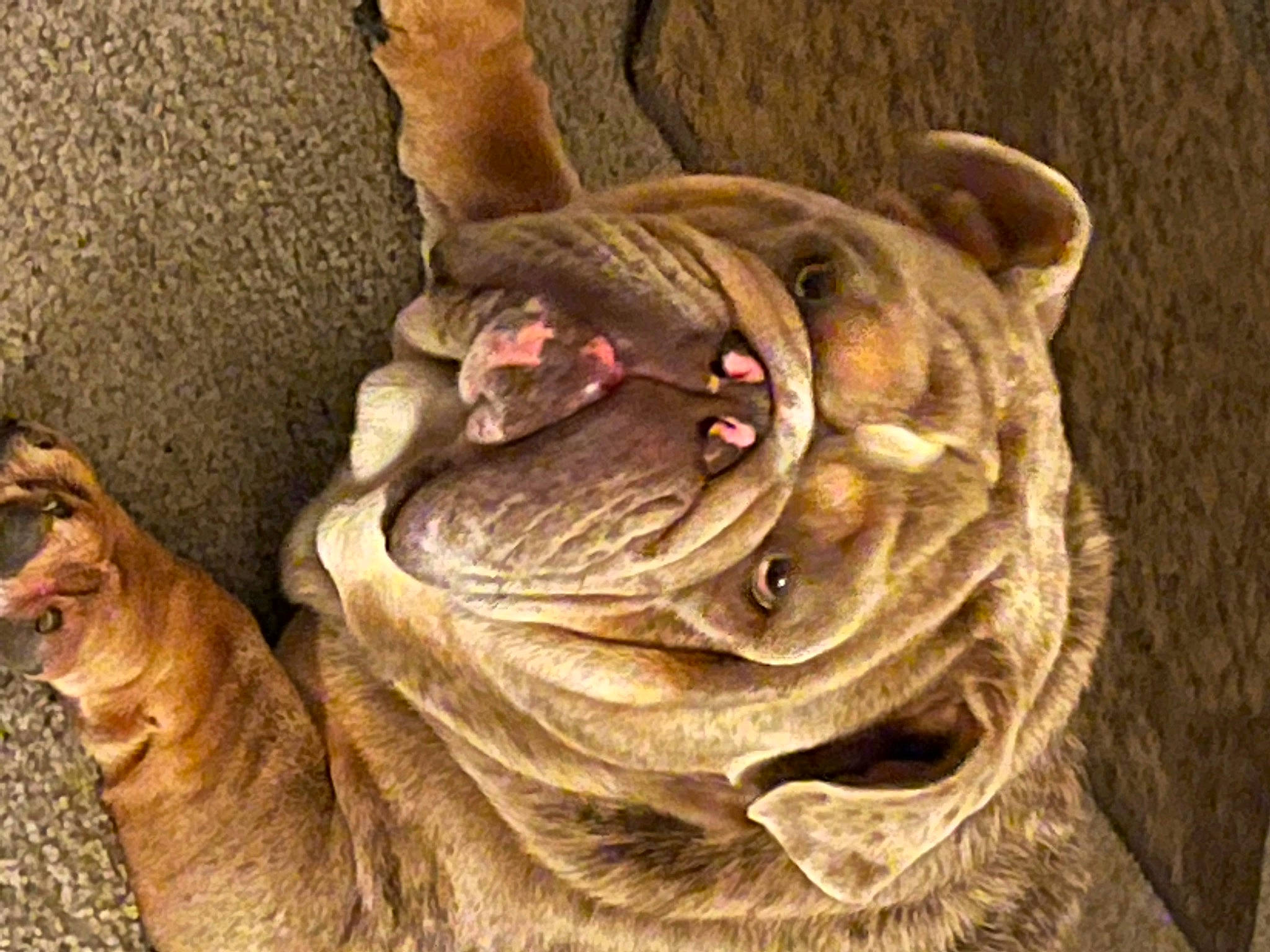 Biggie is registered to the contest to win money with this photo: art, carnivore, comfort, companion_dog, dog, dog_breed, dog_collar, fawn, fur, linens, liver, plant, snout, sporting_group, terrestrial_animal, tree, whiskers, wood, working_animal, wrinkle