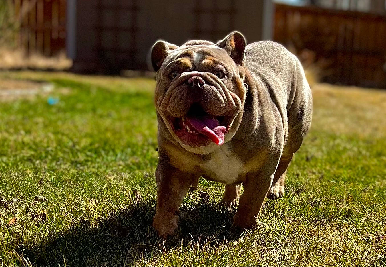 Biggie joined the competition — help win amazing prizes! canidae, carnivore, companion_dog, dog, dog_breed, fawn, flooring, garden, grass, groundcover, lawn, non_sporting_group, plant, snout, sporting_group, terrestrial_animal, toy, toy_dog, wildlife, wrinkle