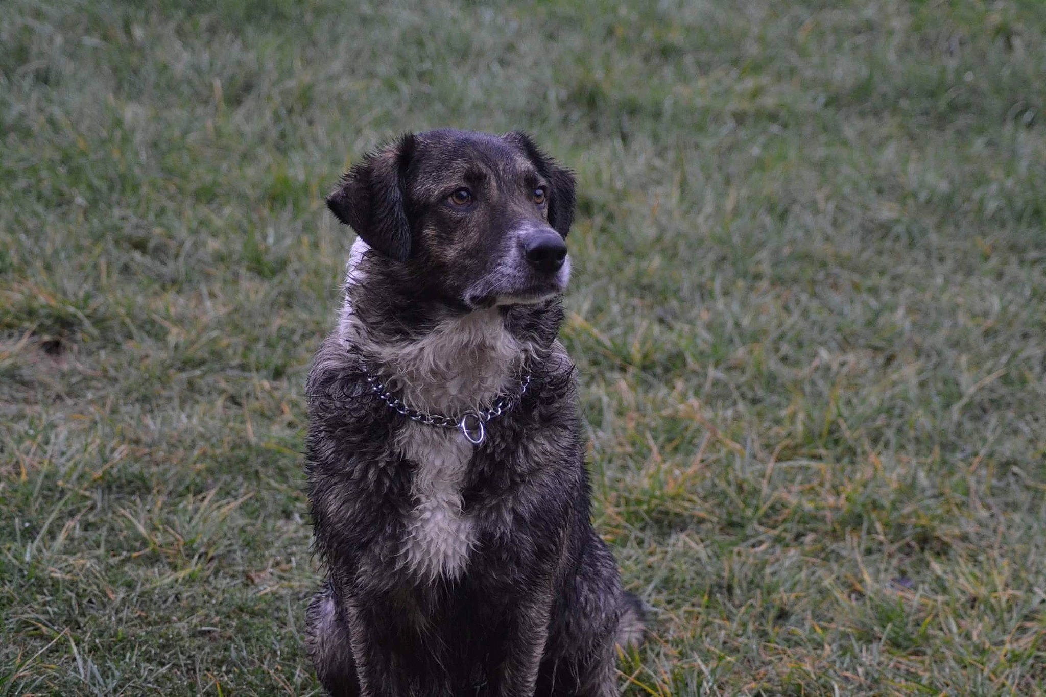 Happy participe au concours pour gagner de l'argent avec cette photo : borador, canidae, carnivore, companion_dog, dog, dog_breed, fur, grass, gun_dog, hunting_dog, plant, snout, soil, sporting_group, tail, terrestrial_animal, working_animal