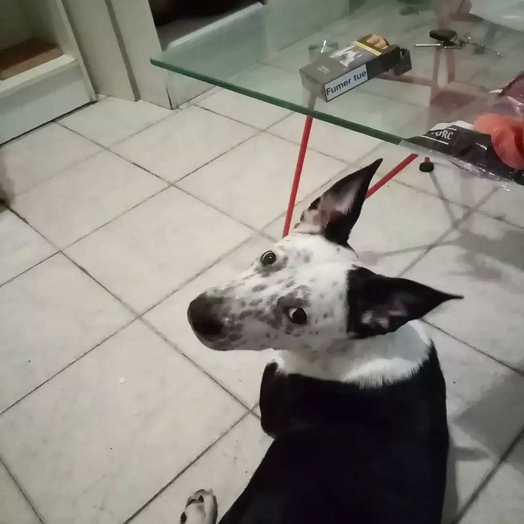 Cheyenne a rejoint le concours — aidez-le/la à gagner de superbes lots ! australian_cattle_dog, canidae, carnivore, companion_dog, dalmatian, dog, dog_breed, felidae, floor, flooring, grey, guard_dog, metal, monochrome_photography, paw, snout, sporting_group, street_dog, whiskers, working_animal