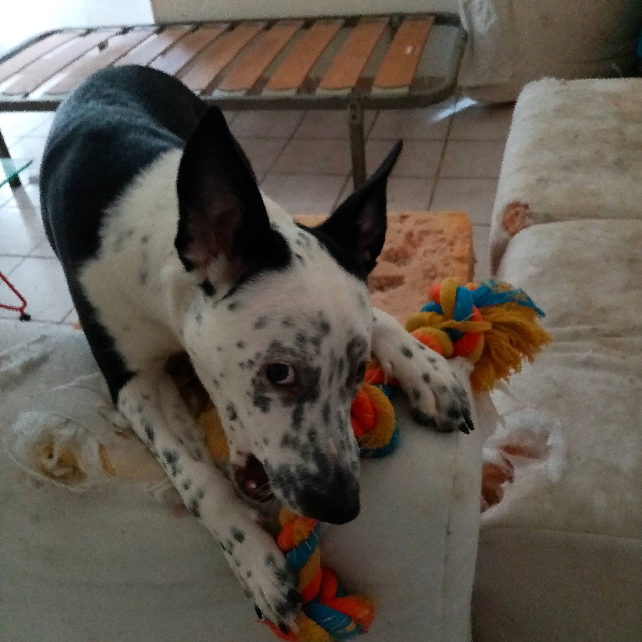 Cheyenne participe au concours pour gagner de l'argent avec cette photo : canidae, carnivore, collar, companion_dog, couch, dalmatian, dog, dog_breed, dog_collar, dog_supply, fawn, non_sporting_group, paw, snout, sporting_group, terrestrial_animal, texas_heeler, whiskers, working_animal, working_dog