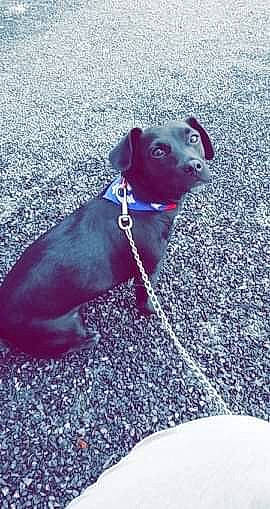 Naya participe au concours pour gagner de l'argent avec cette photo : american_pit_bull_terrier, american_staffordshire_terrier, canidae, carnivore, collar, dog, dog_breed, dog_clothes, dog_collar, fawn, leash, mammal, non_sporting_group, pit_bull, puppy, sporting_group, staffordshire_bull_terrier, tail